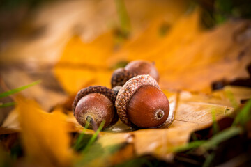 acorns and oak leaf in autumn