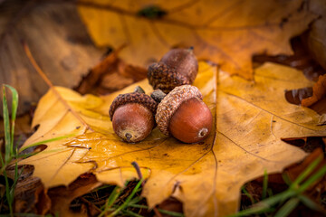 autumn leaves and acorns on wood