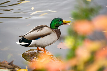 duck at the pond shouting
