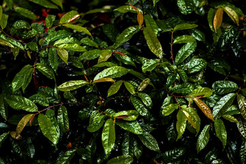 Fresh green leaves background as Natural leaf wallpaper or tropical verdant foliage textured backdrop