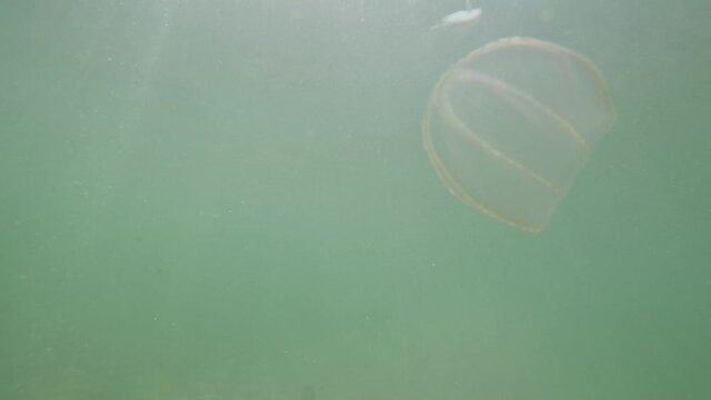 Jellyfish, Ctenophora Mnemiopsis (Mnemiopsis leidyi) moves in the water very close to surface.
