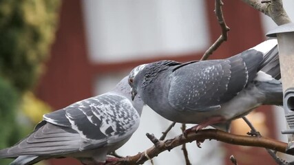 Feral pigeons, also called city doves, city pigeons, or street pigeons, are pigeons that are descended from the domestic pigeons that have returned to the wild. 