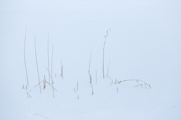 Gräser und Eisfläche auf einem zugefrorenen See, Deutschland, Europa