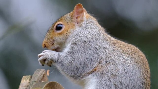 The eastern gray squirrel (Sciurus carolinensis), also known as the grey squirrel depending on region, is a tree squirrel in the genus Sciurus.