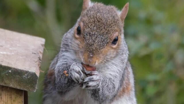 The eastern gray squirrel (Sciurus carolinensis), also known as the grey squirrel depending on region, is a tree squirrel in the genus Sciurus.