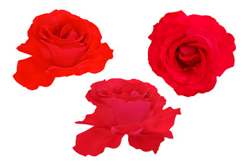 Red rose isolated on the white background. Photo with clipping path.