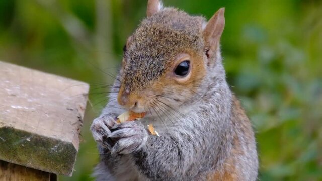 The eastern gray squirrel (Sciurus carolinensis), also known as the grey squirrel depending on region, is a tree squirrel in the genus Sciurus.
