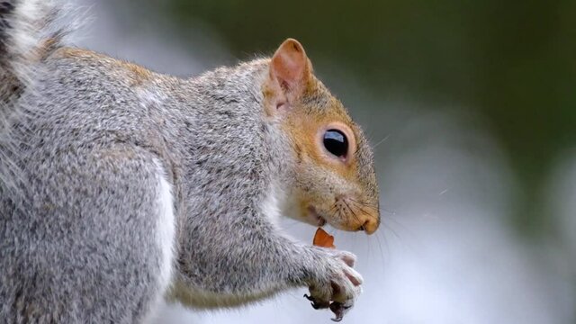 The eastern gray squirrel (Sciurus carolinensis), also known as the grey squirrel depending on region, is a tree squirrel in the genus Sciurus.