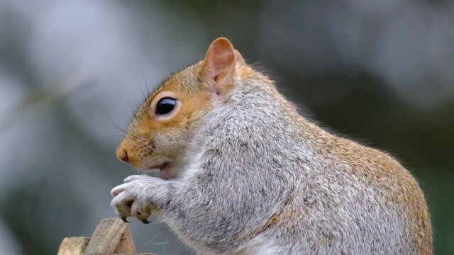 The eastern gray squirrel (Sciurus carolinensis), also known as the grey squirrel depending on region, is a tree squirrel in the genus Sciurus.