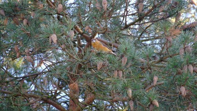 The crossbill is a genus, Loxia, of birds in the finch family, with six species. These birds are characterised by the mandibles with crossed tips, which gives the group its English name..