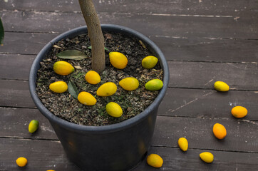Ornamental home plant mandarin with citrus fruits