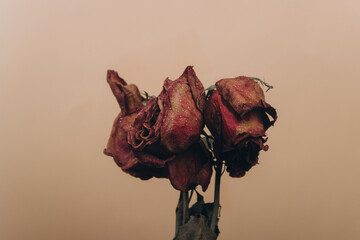 Bouquet of red dry withered roses on a beige background. Floral composition 
