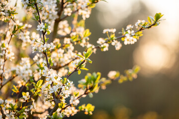 Branch of the blossoming cherry tree.