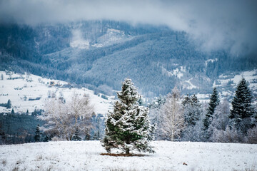 A tree covered with snow in the mountains