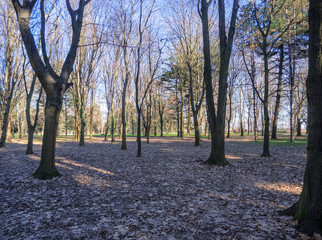 Last winter days, bare trees in the park waiting for spring on a sunny day