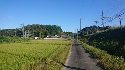 Fototapeta na wymiar Rice growing near to nowhere