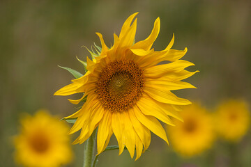 Sunflower in the field