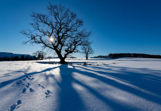 Baum Winter Sonne Eiche Schnee Quercus Frost Sauerland Deutschland Weiher T&uuml;mpel Bauernhof K&auml;lte gefroren Landschaft Panorama &Auml;ste Baumkrone Gegenlicht Silhouette Sinnbild Horizont Arnsberg 