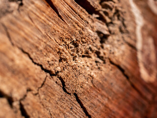 wood texture
