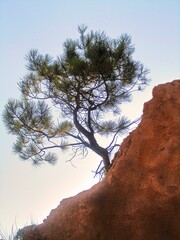 summer Europe Portugal Algarve Albufeira mountains pine trees