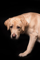 Labrador retriever dog isolated on a black background