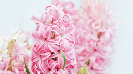 Spring floral background. Macro of Hyacinth Pink Spring flowers on light background. perfume of blooming hyacinths symbol of early spring. concept of holiday, celebration, women day. Mother day

