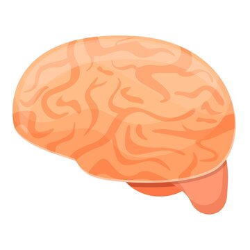 Human brain education icon. Cartoon of human brain education vector icon for web design isolated on white background