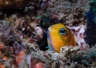 Fototapeta na wymiar A Golden Blenny (Midas blenny) sticking its head out of his hole in the reef