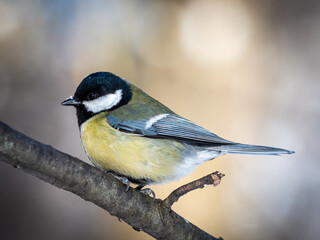 Obraz premium Great tit sitting on a tree twig. Little cute titmouse bird on a branch. Birds and animals theme. Wildlife photography. Parus major portrait.