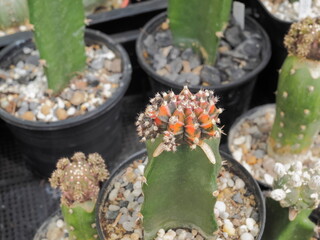 Close-up a Orange-black Gymnocalycium Variegated (Japan clone) blossom with nature blurred background.