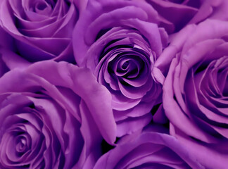 Beautiful purple roses closeup, floral background