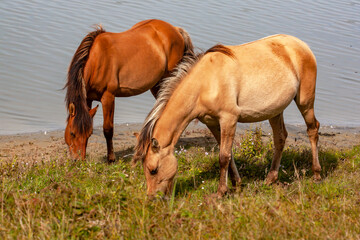 Chevaux de race Henson broutant au bord du marais