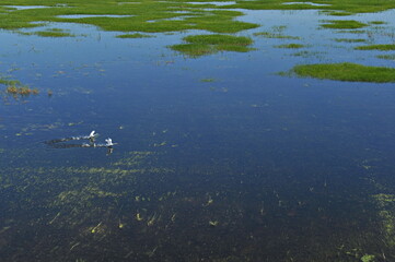 Zhambyl region, Kazakhstan - 05.17.2013 : Swans flying over the river in a wide valley.