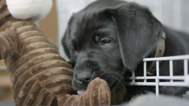 Small young Black Labrador standing in a white cage and licking and chewing on a brown stuffed monkey inside a house. Close-up slowmo shot