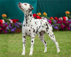 Dalmatian