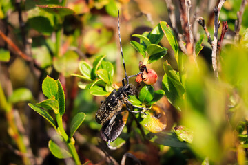 captive Cerambyx cerdo, all over the pollen, walks through the leaves and enjoys the new sun. Great Capricorn Beetle with large tentacles in the Jizera Mountains, Czech Republic
