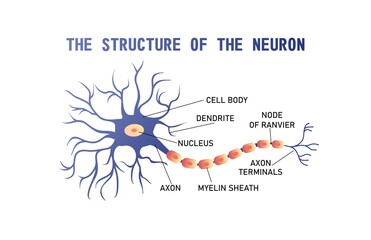 structure of the brain neuron