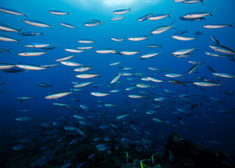 A school of Bluestreak fusilier fish (Neon fusilier) with the surface visible in the background