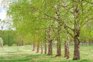 Young green foliage blooms in the trees. Birch tree with fresh green leaves in a meadow in the village. Nature awakening in spring. Rural landscape and countryside.