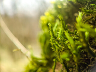 Close-up macro shot of green moss