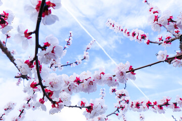 Beautiful abstract spring blooming background, cherry blossom branches on blue sky background. Pink sakura flowers on blossoming tree on sunny days, dreamy romantic picture with selective focus. 