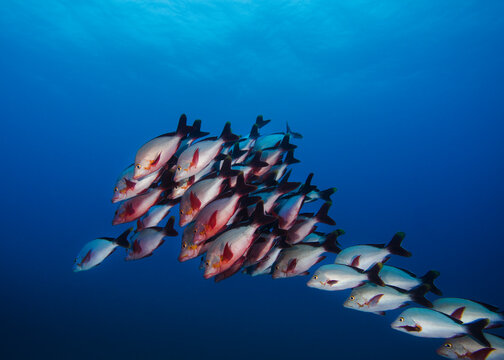 Alsjeblieft kijk Geometrie regen Slinger Fish" Images – Browse 3 Stock Photos, Vectors, and Video | Adobe  Stock