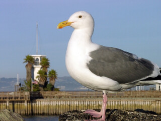 Obraz premium A seagull in front of the lighthouse in the San Francisco Bay. 