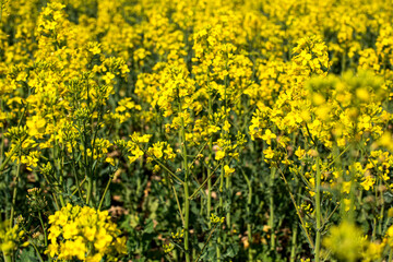 Obraz premium Field of rapeseed, canola or colza, rape seed is plant for green energy and green industry, springtime golden flowering field.