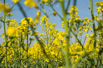 Fototapeta premium Field of rapeseed, canola or colza, rape seed is plant for green energy and green industry, springtime golden flowering field.
