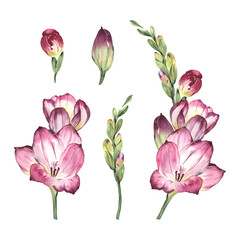 Pink freesia, watercolor flower, set isolated on white background, floral illustration for your design.