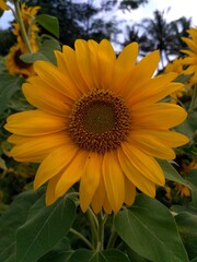 sunflower in the garden