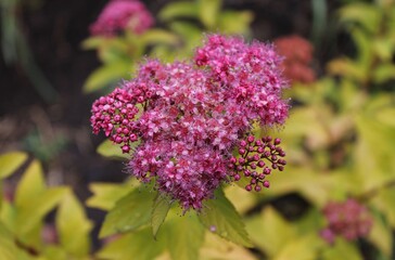 flowers in the garden