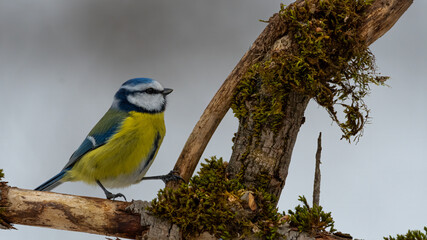 bird, natur, wild lebende tiere, tier, blau, ast, wild, blaumeise, sitzen, schnabel