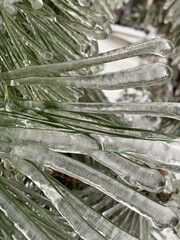 christmas tree branches